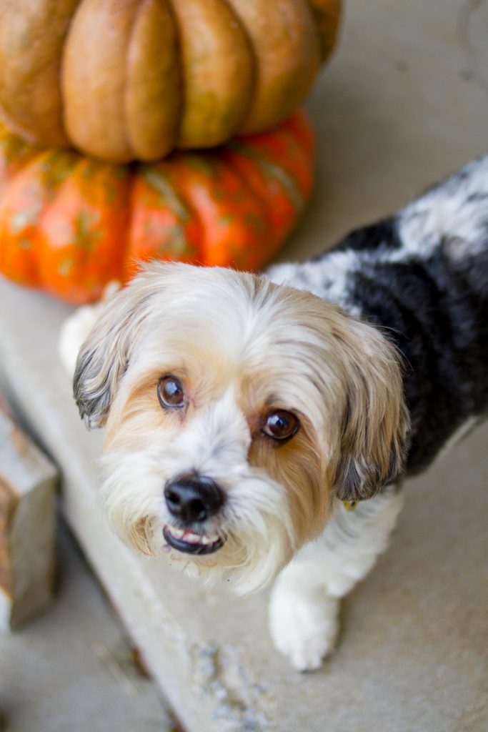 Dog Collars That Give Back