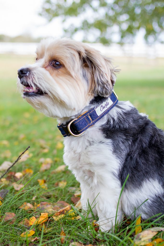 Dog Collars That Give Back