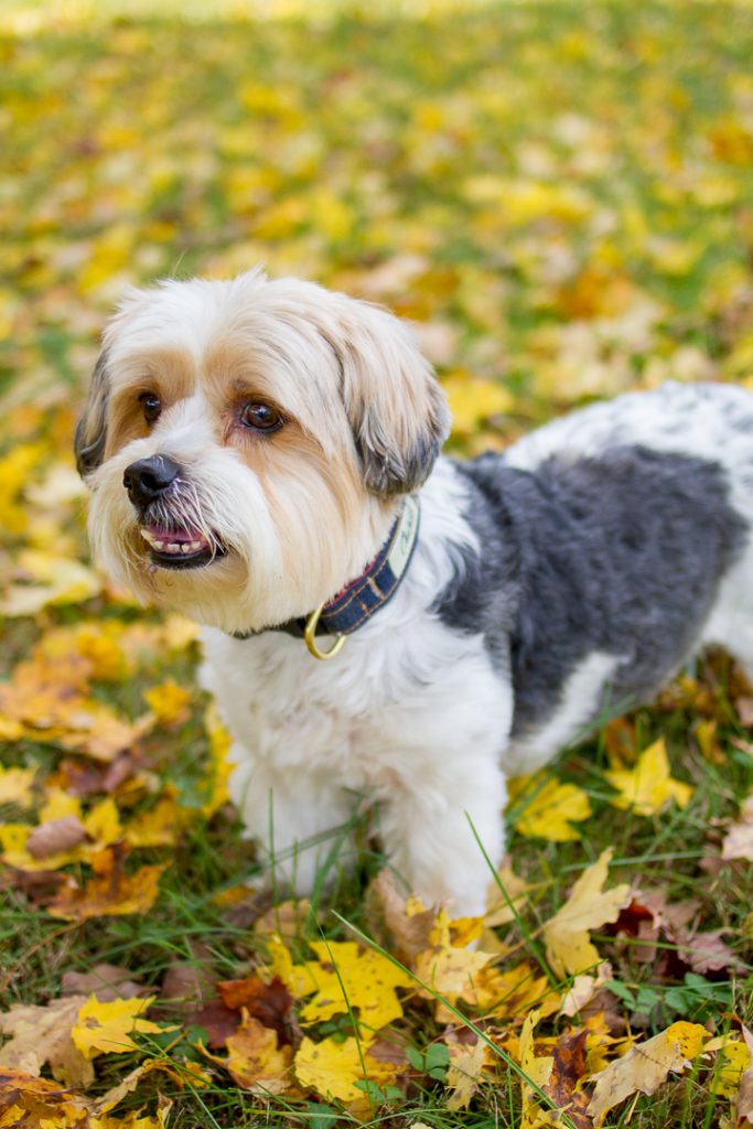 Dog Collars That Give Back