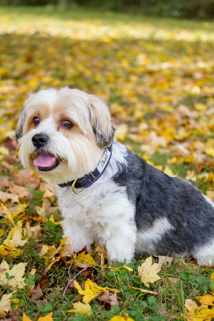 Dog Collars That Give Back