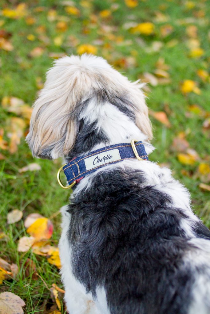Dog Collars That Give Back